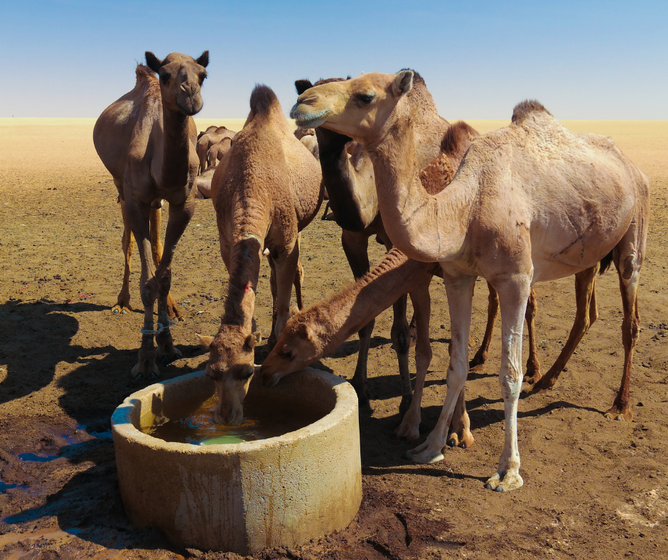 In the story of Rebekah from the Bible, Rebekah watered all 10 of Eliezer's camels. One thirsty camel can drink up to 20 to 40 gallons of water.